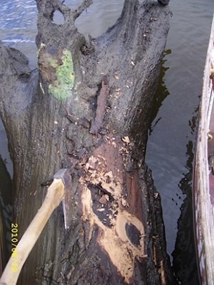 Морёный дуб, Bog Oak через 10 лет  