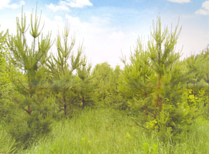 20 тысяч гектар нового леса в 2012 году