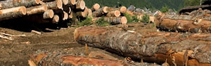 Stimson Lumber инвестирует 50 миллионов долларов в высокоскоростную лесопильную линию  