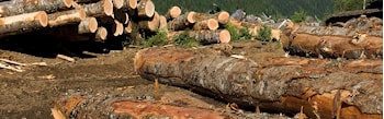 Stimson Lumber инвестирует 50 миллионов долларов в высокоскоростную лесопильную линию  