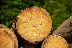 О бесплатной городской древесине  