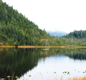 Лесная служба США планирует вырубку старовозрастных лесов Аляски  